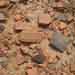 5.Different kinds of pottery at Chip Wala ,Cholistan,21.08.2